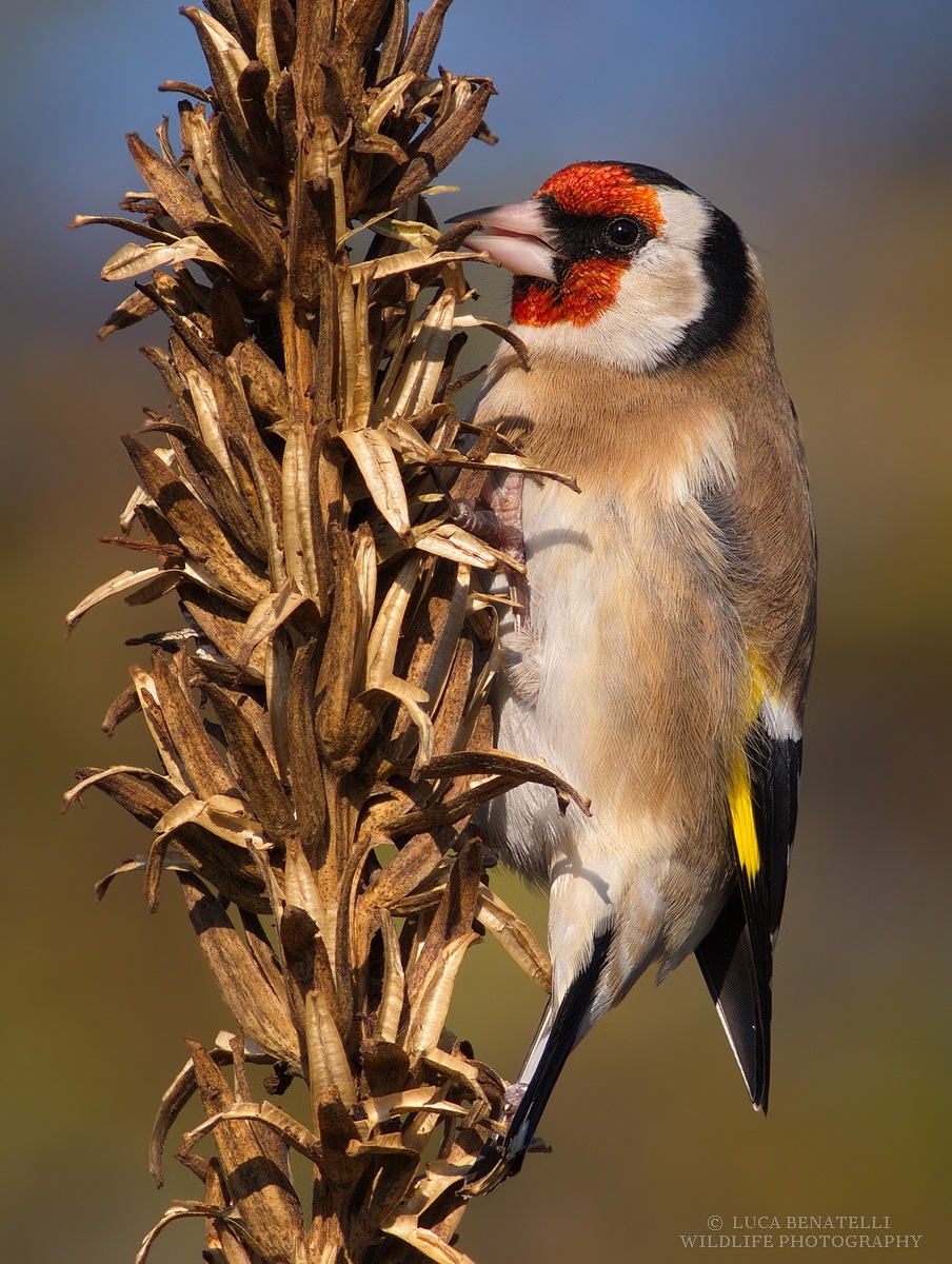 Goldfinch