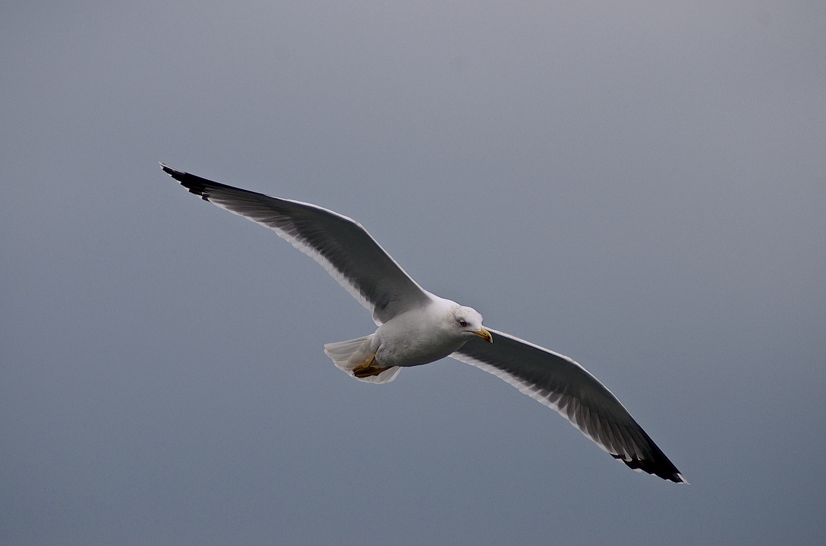 Aerial reconnaissance