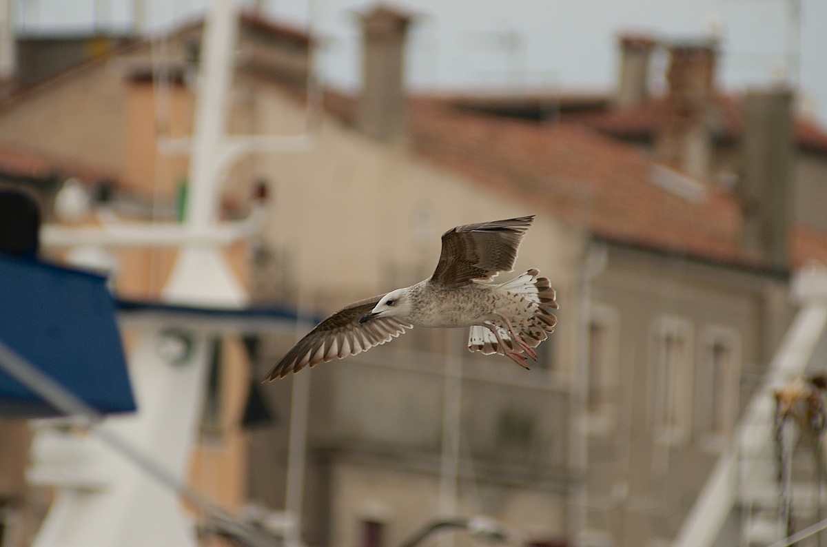 2 aerial reconnaissance