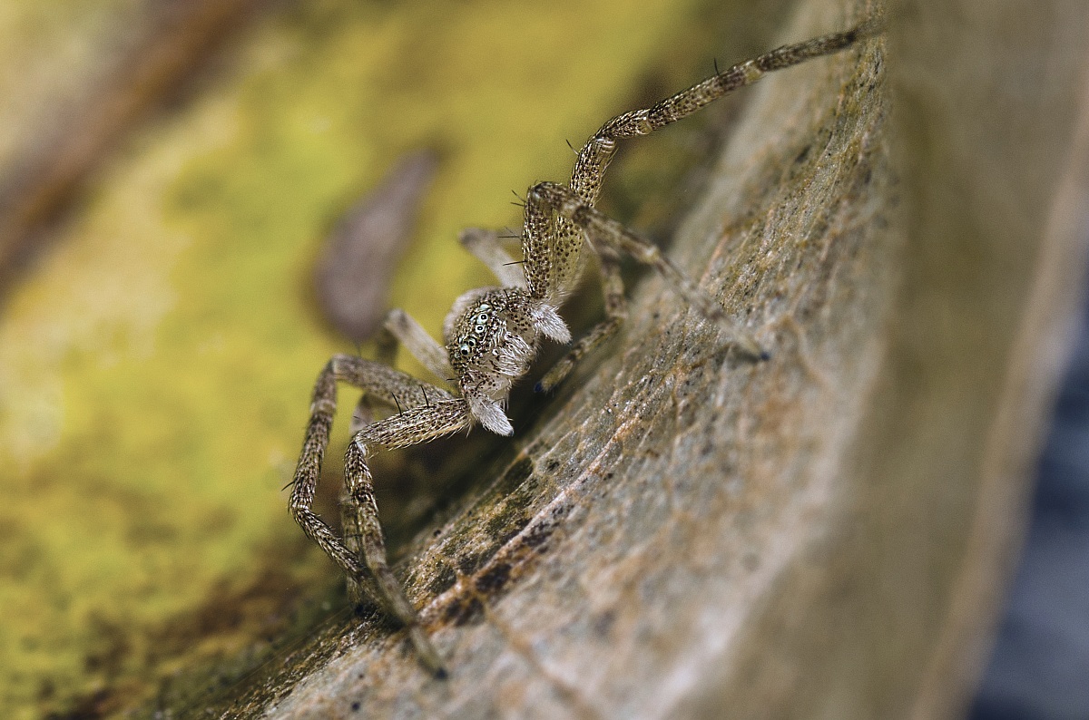 Guarda che ti vedo sai....