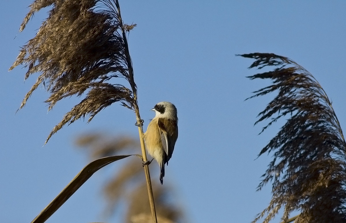 al top.....della canna