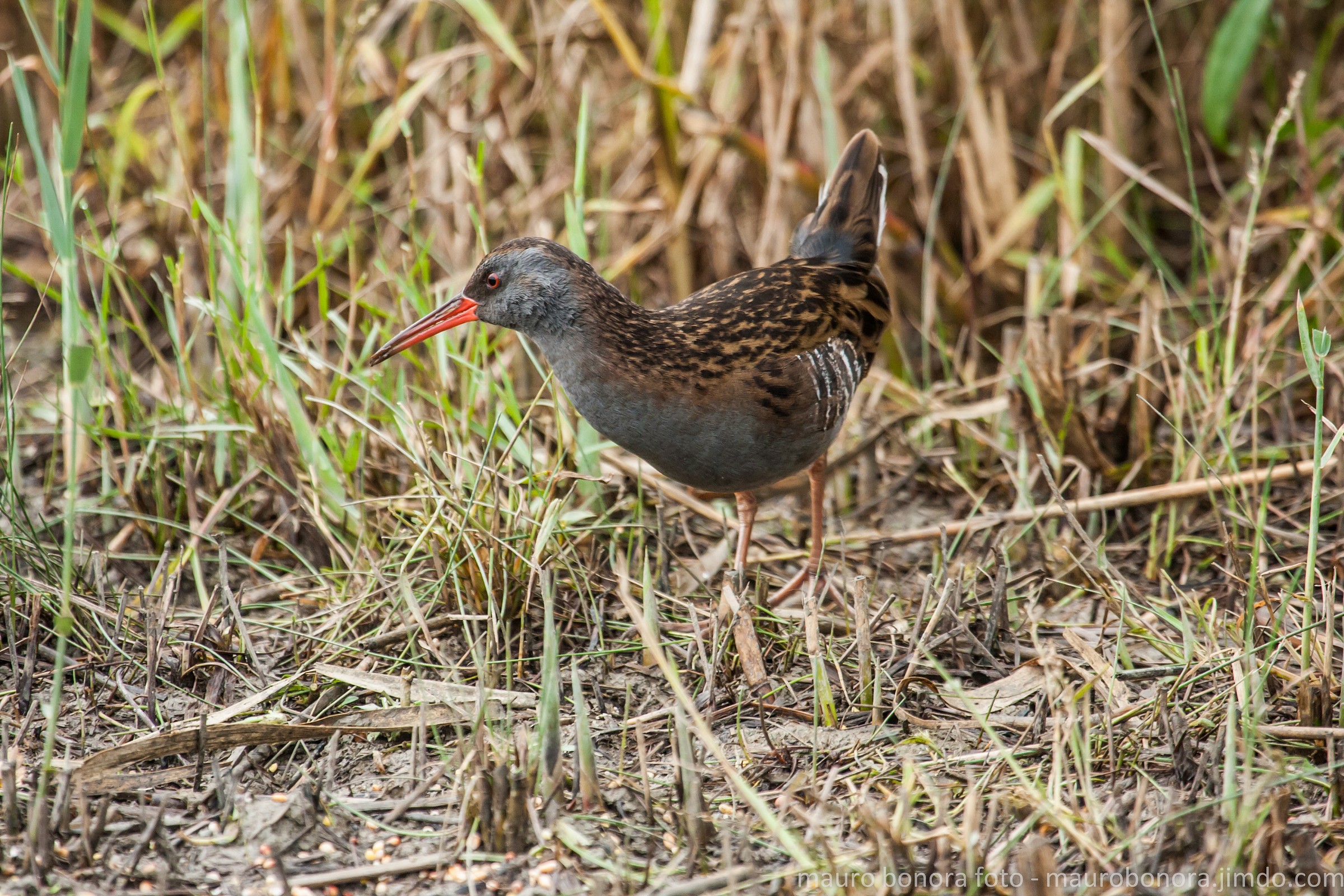 The water rail