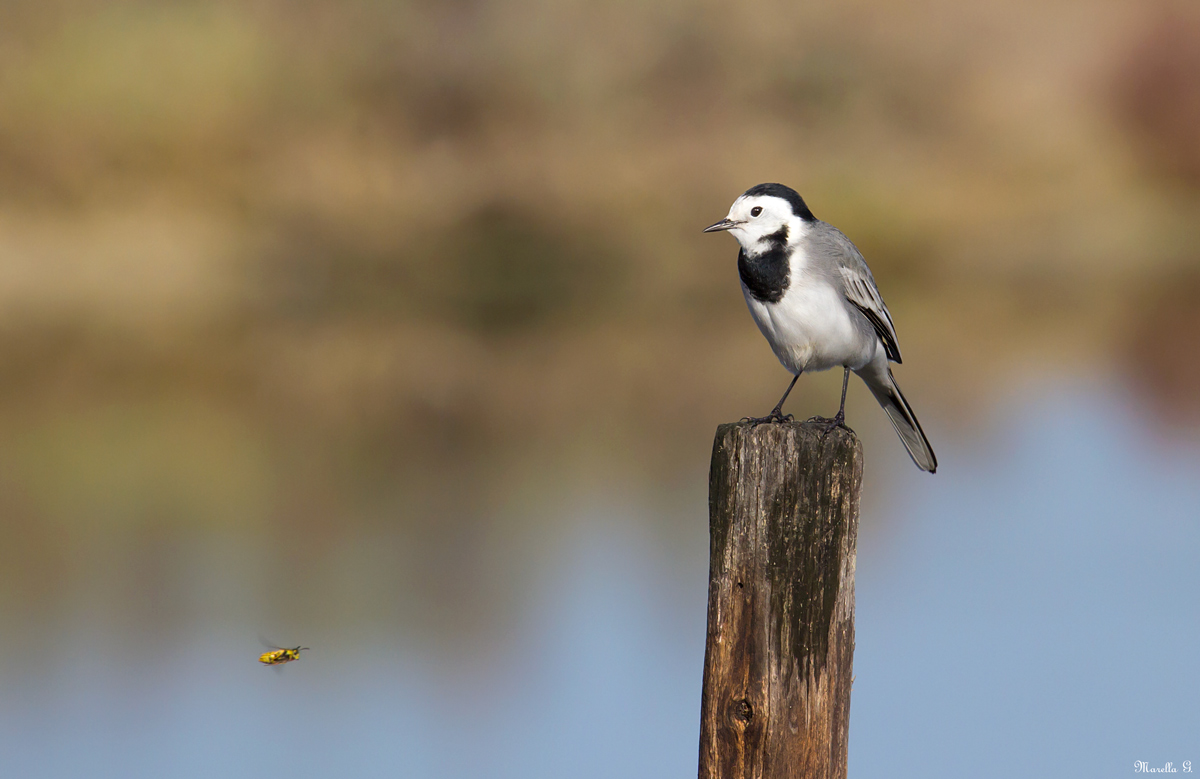 La ballerina e l'ape