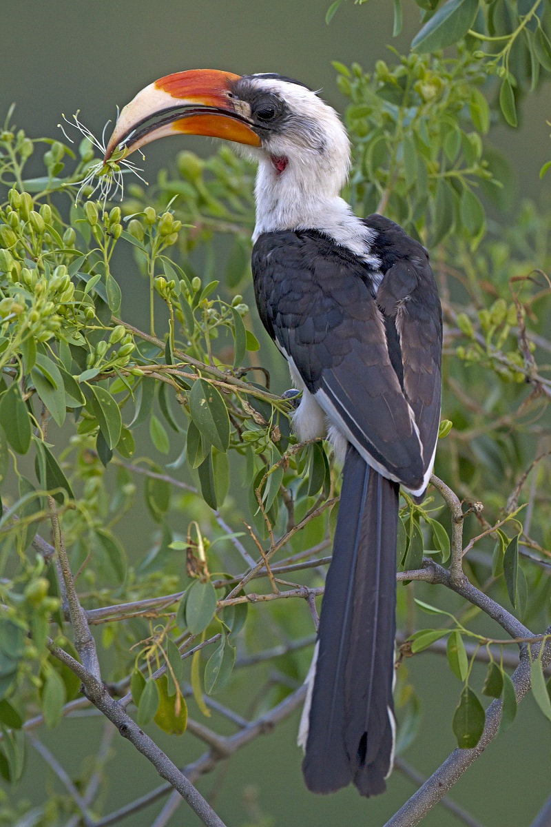 Von Decken Hornbill