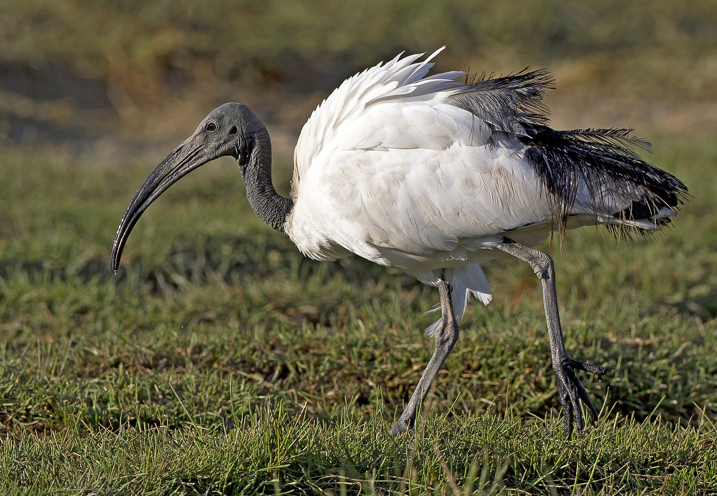 The detail of the plumage
