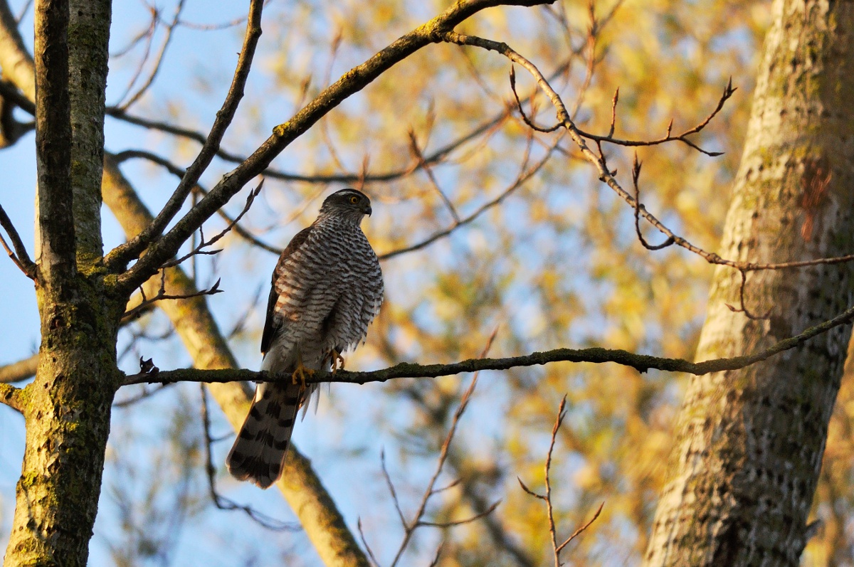 Goshawk