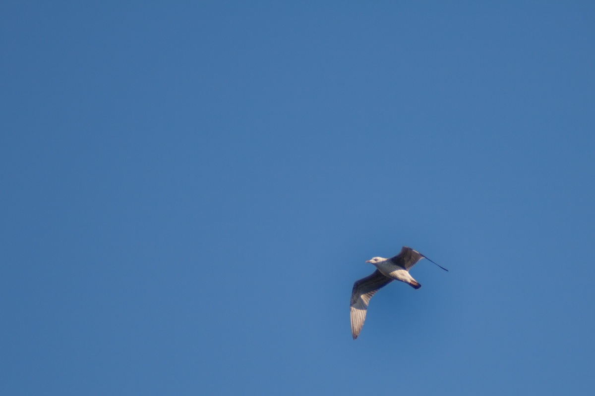 Gabbianella in volo.