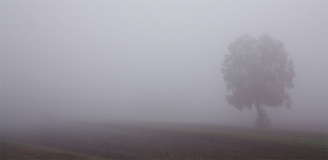 Park Adige. Lonely in the mist.