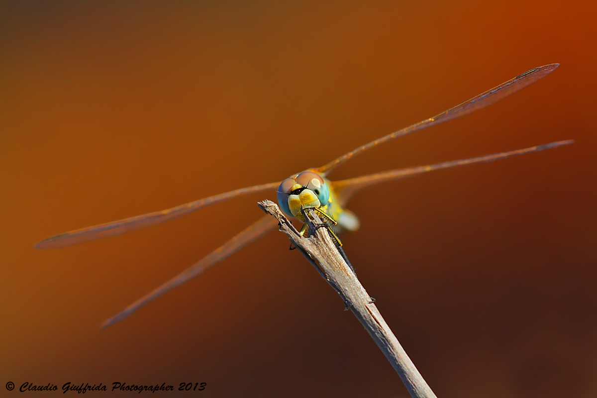 Crocothemis erythraea (Libellulidae) femmina