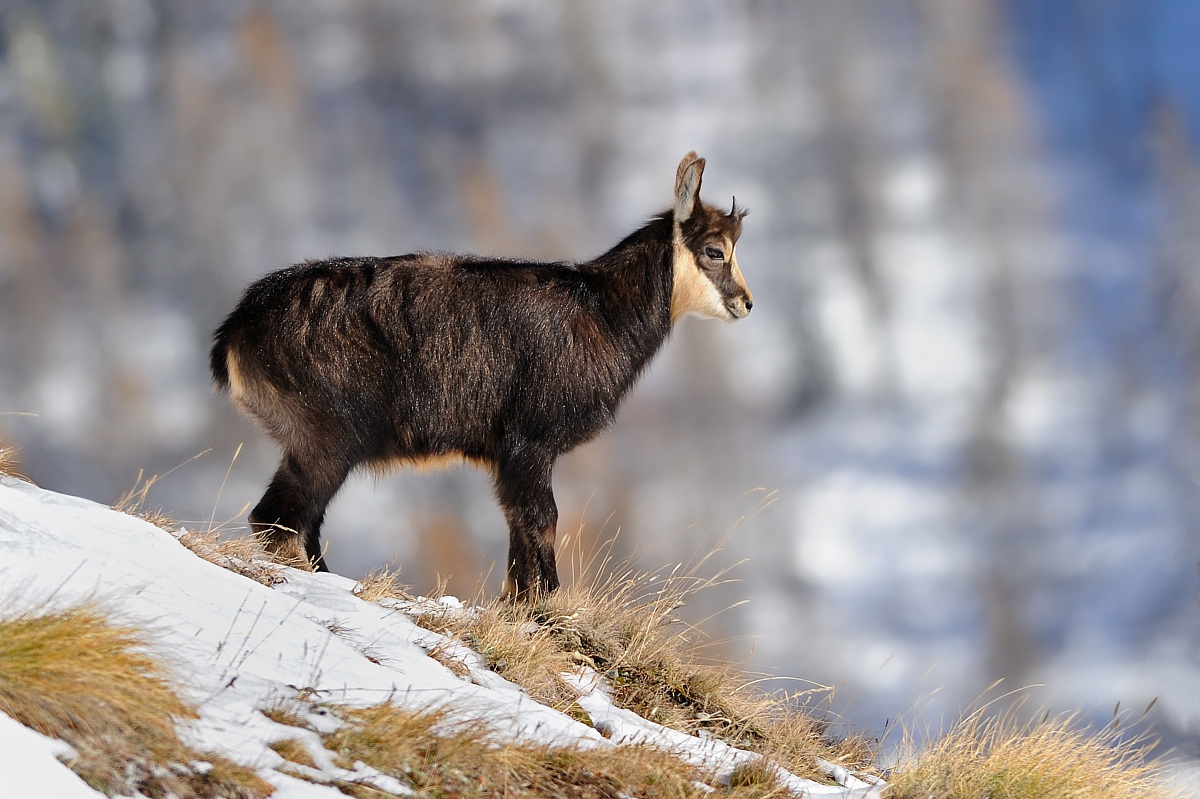 Giovane camoscio