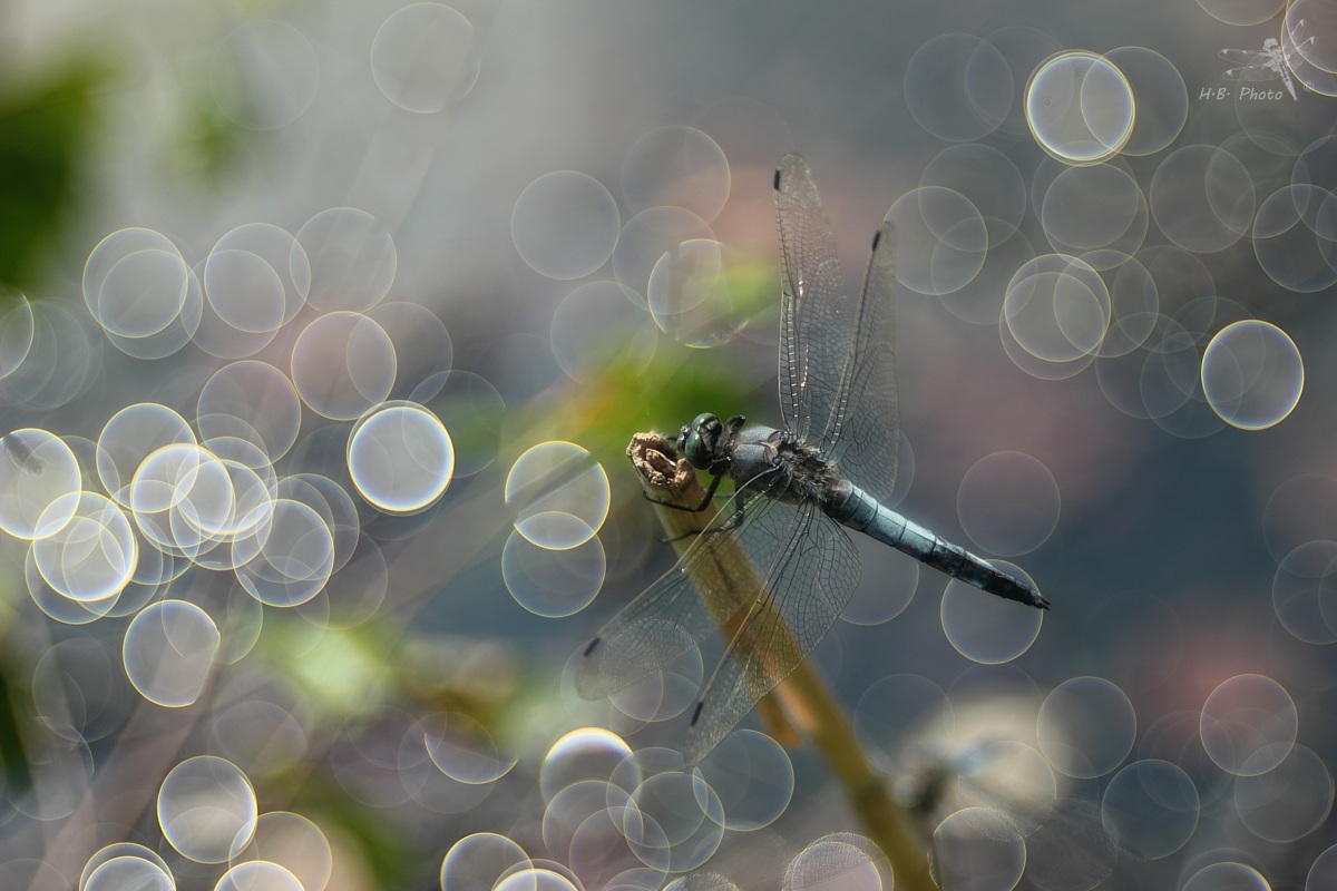 Orthetrum cancellatum, male