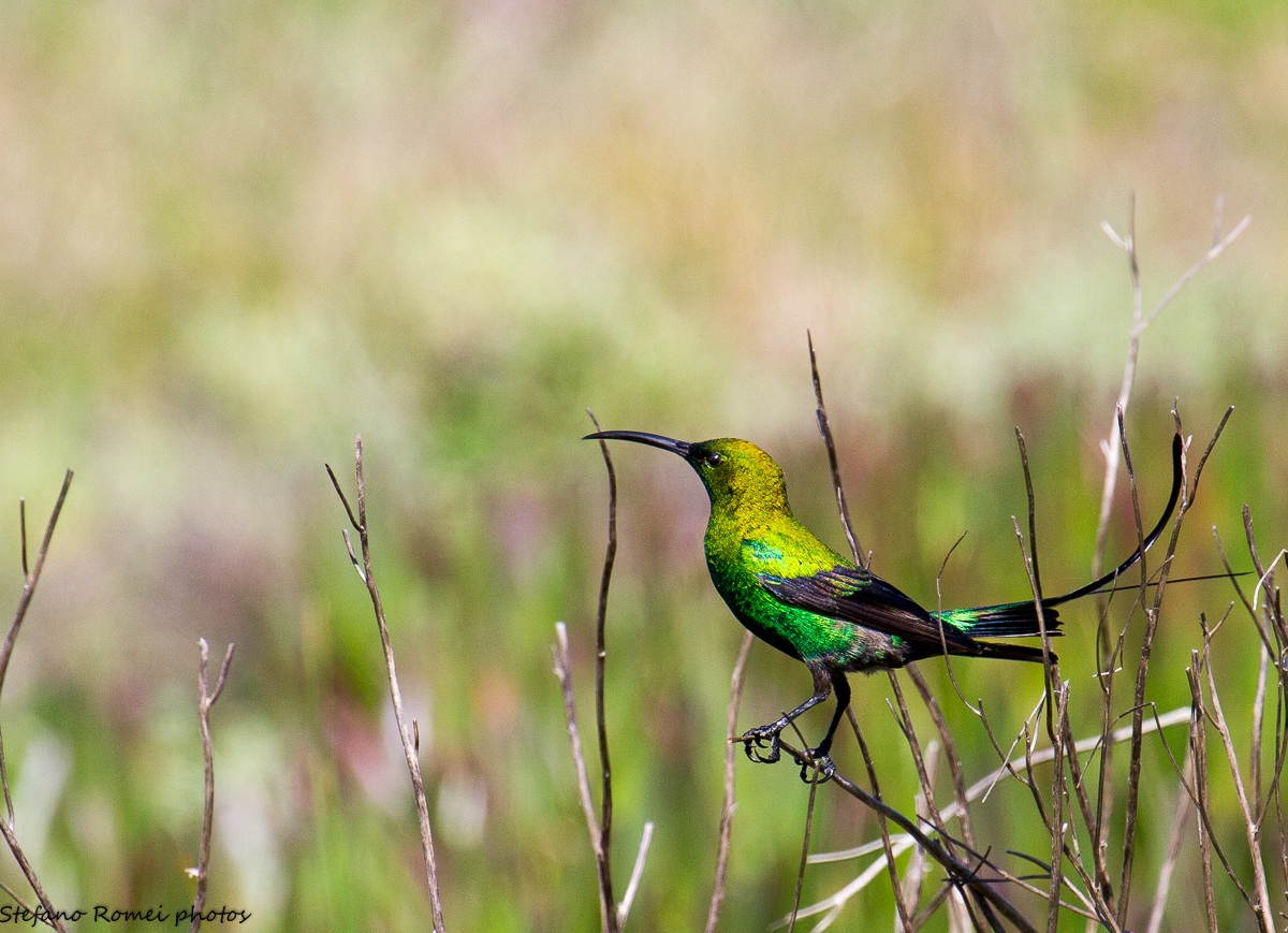 malachite sunbird