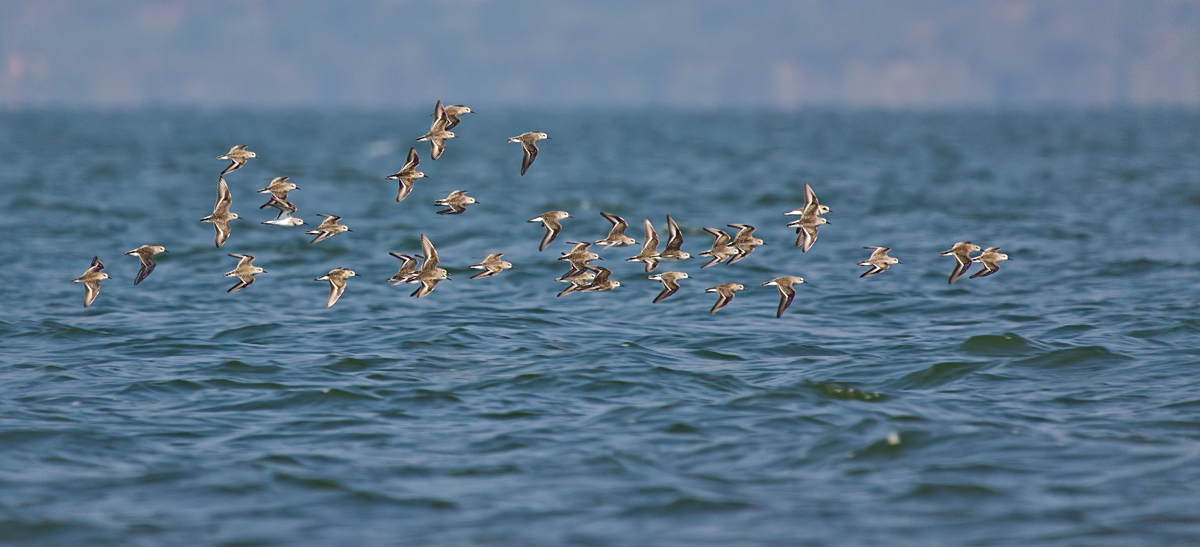 Sanderlings in flight.