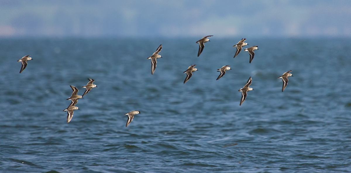 Flight of Sanderlings.