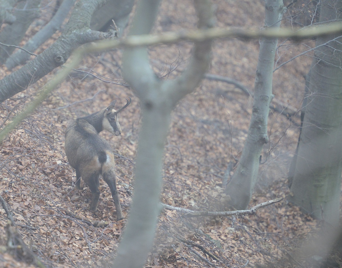 camoscio nella nebbia