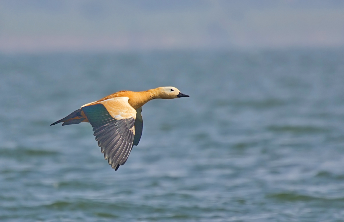 Rudy Shelduck in flight.