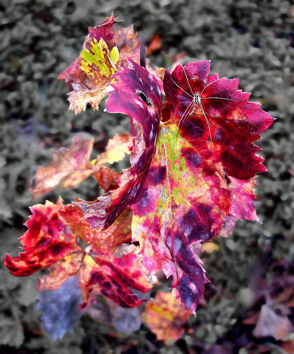 colors in the vineyard