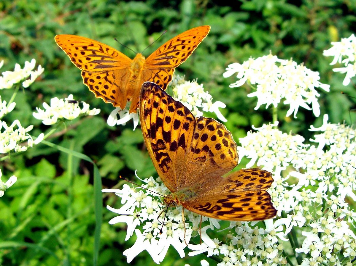 Banquet in the company