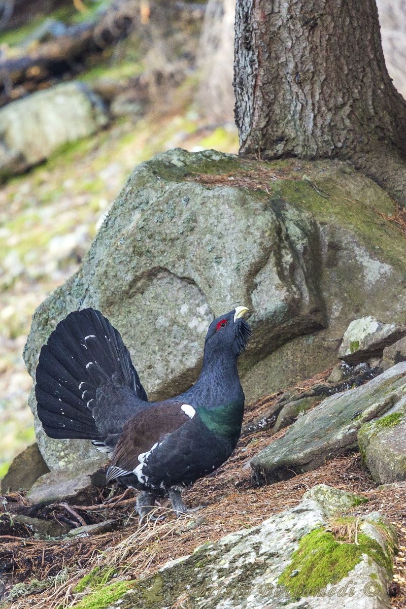 November 17: Autumn heats