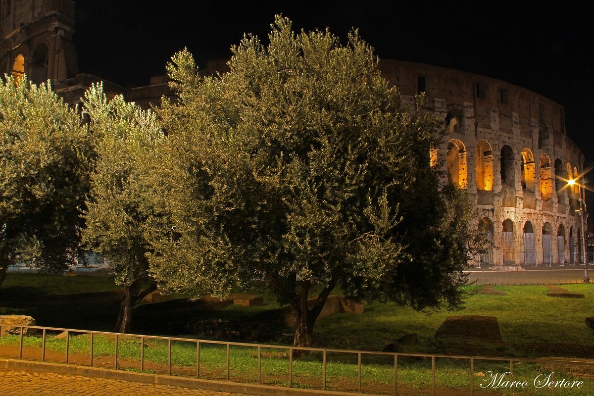 Il Colosseo degli ulivi