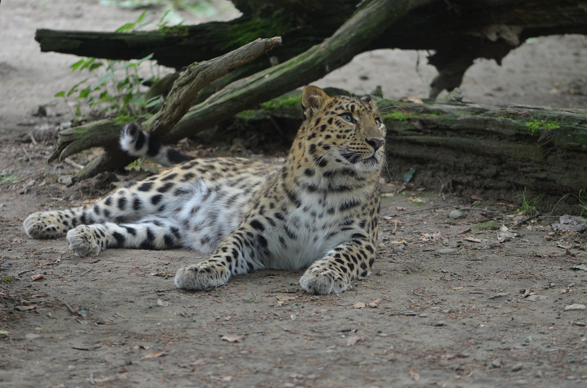 Leopardo dell'Amur