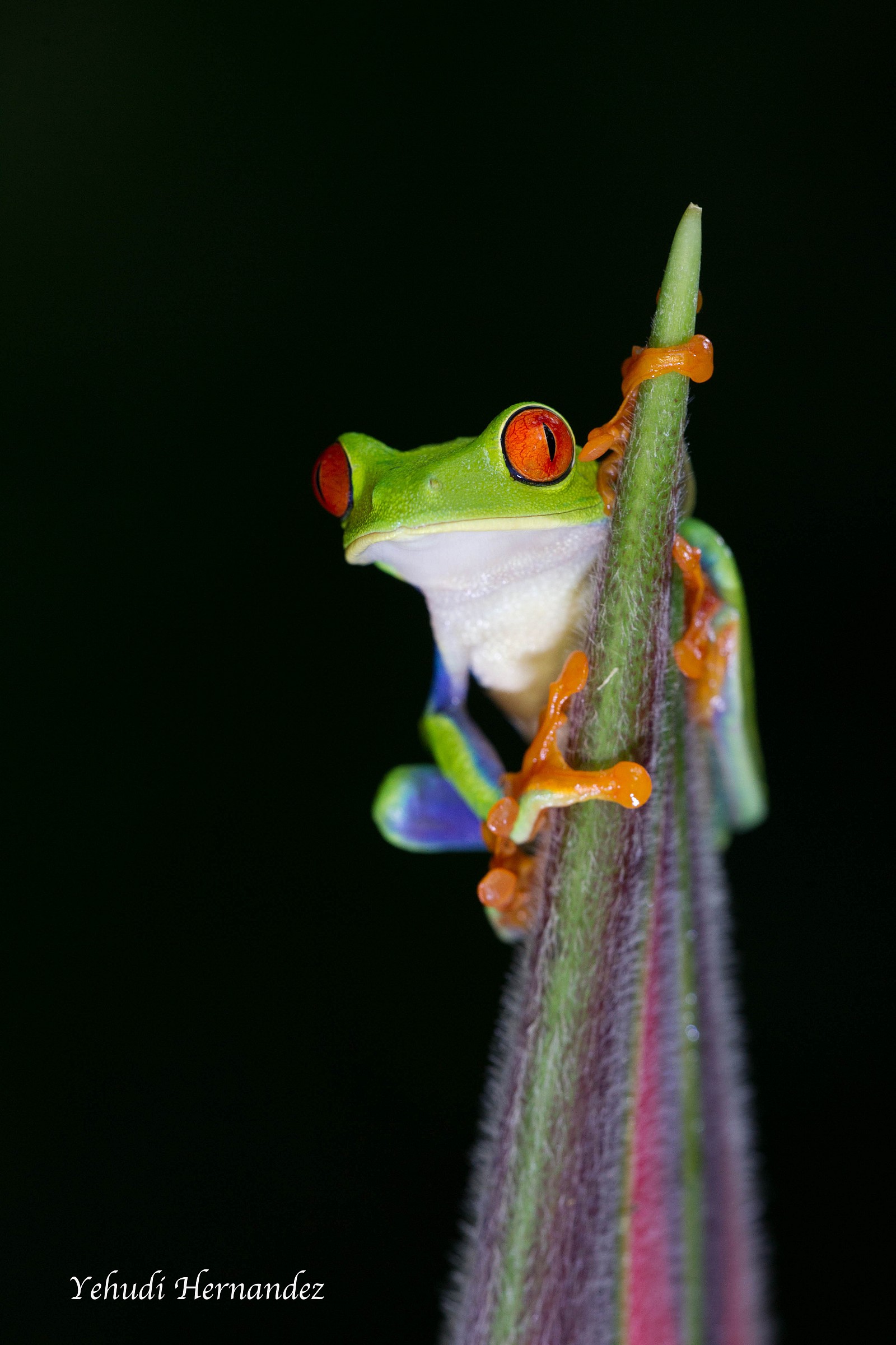 Red Eyed Tree Frog
