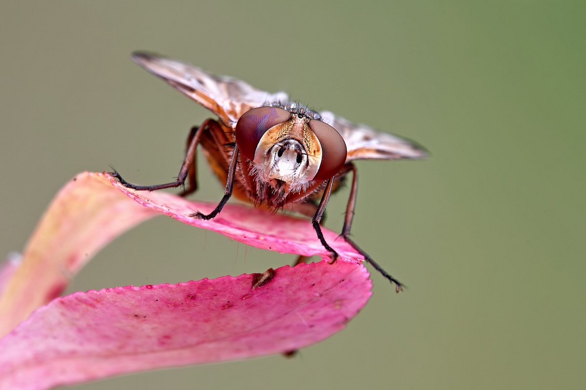 Let's look In Your Eyes!