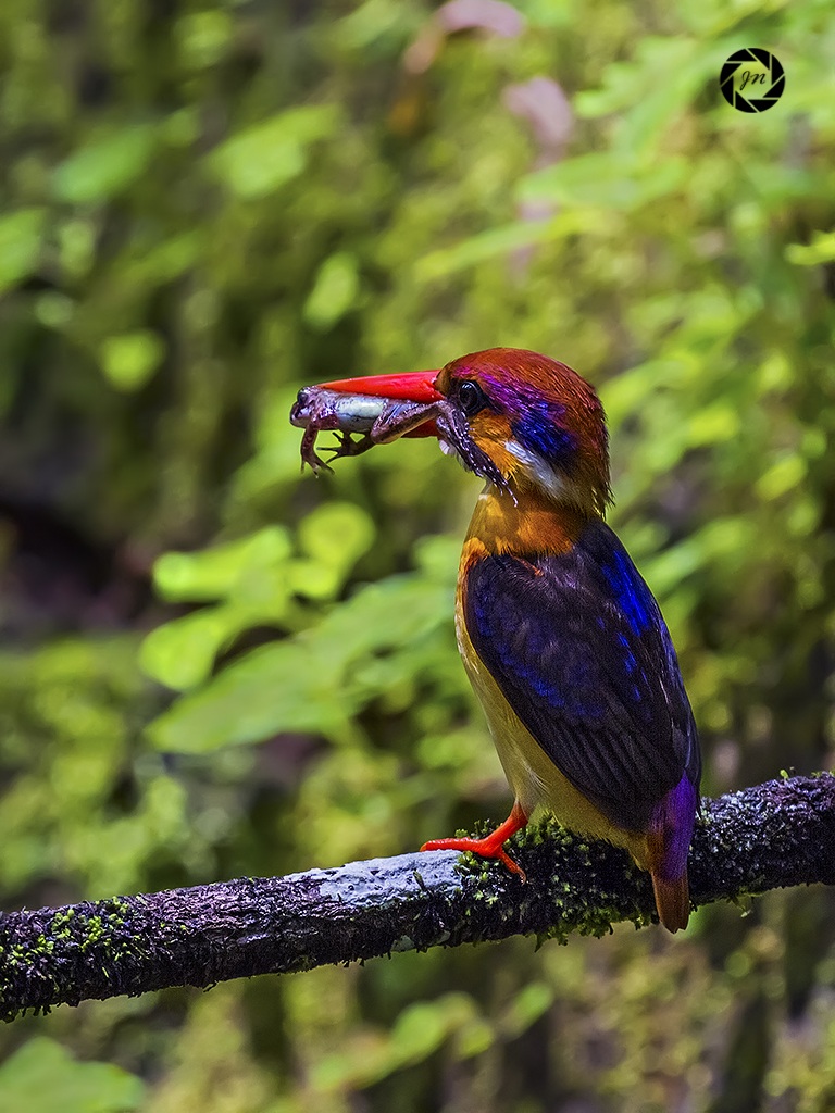 Oriental Dwarf Kingfisher