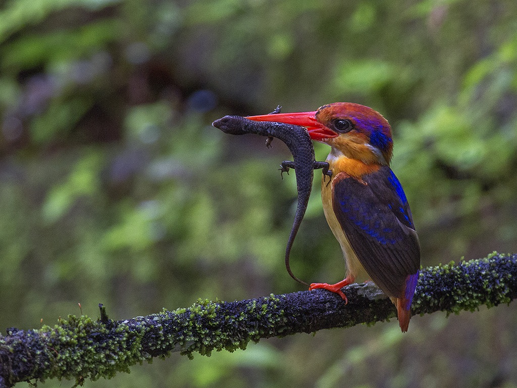 Oriental Dwarf Kingfisher