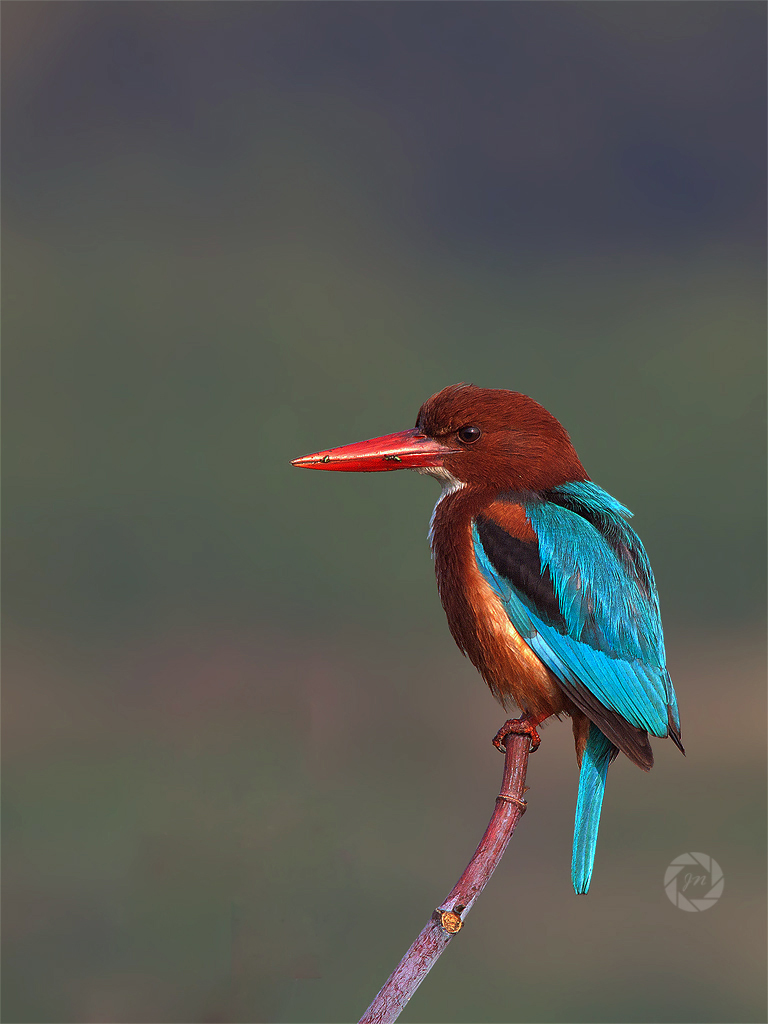 Bianco Throated Kingfisher