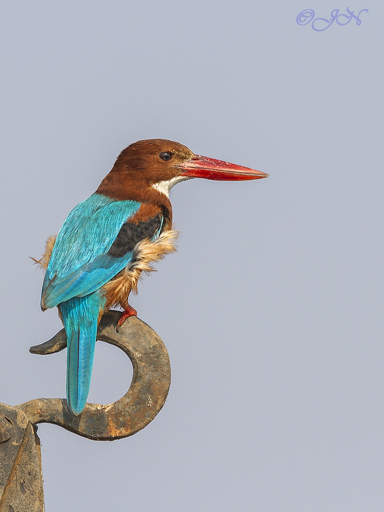 Bianco Throated Kingfisher