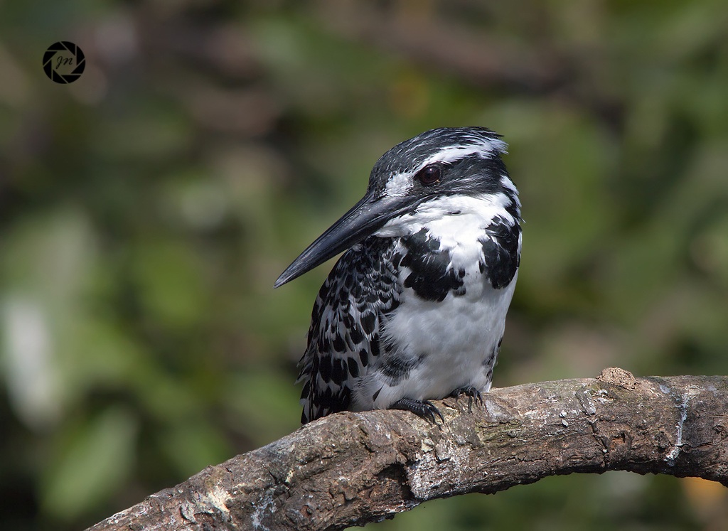 Pied Kingfisher