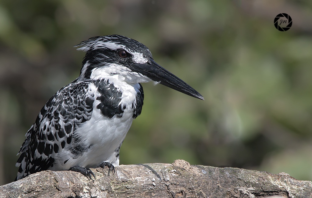 Pied Kingfisher
