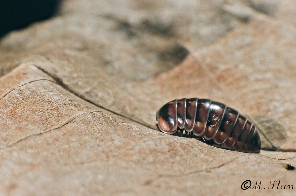 Walking on a leaf