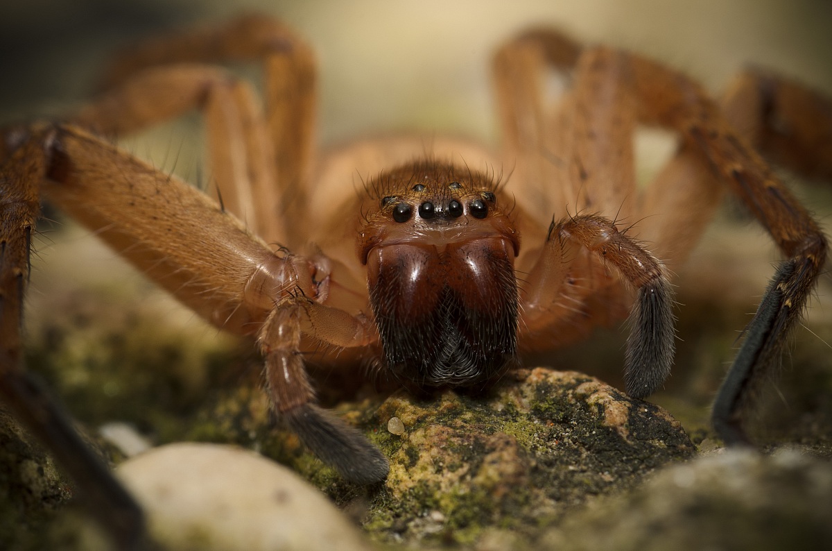 Gigiotto Spider Dentone