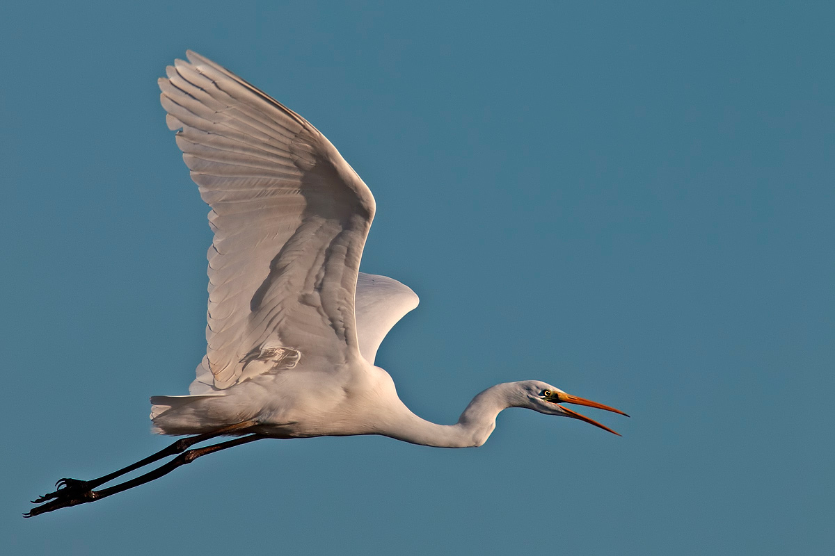 the roar of the white ... more
