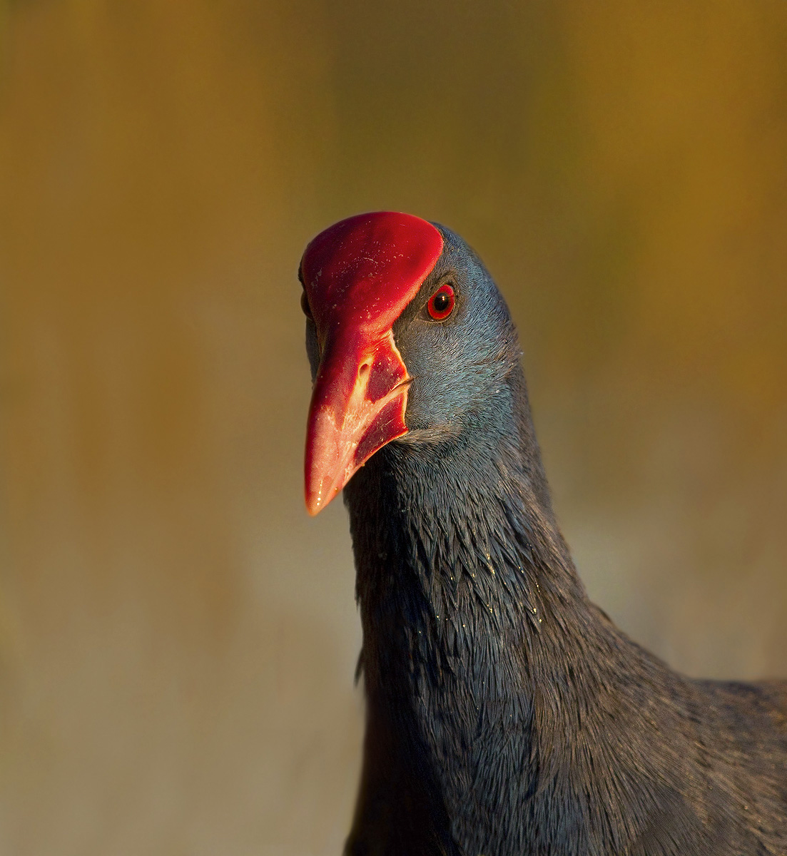 Ritratto Pollo sultano