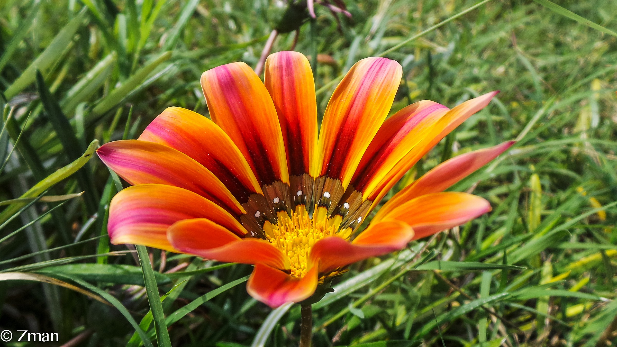 Amo i colori di questo fiore