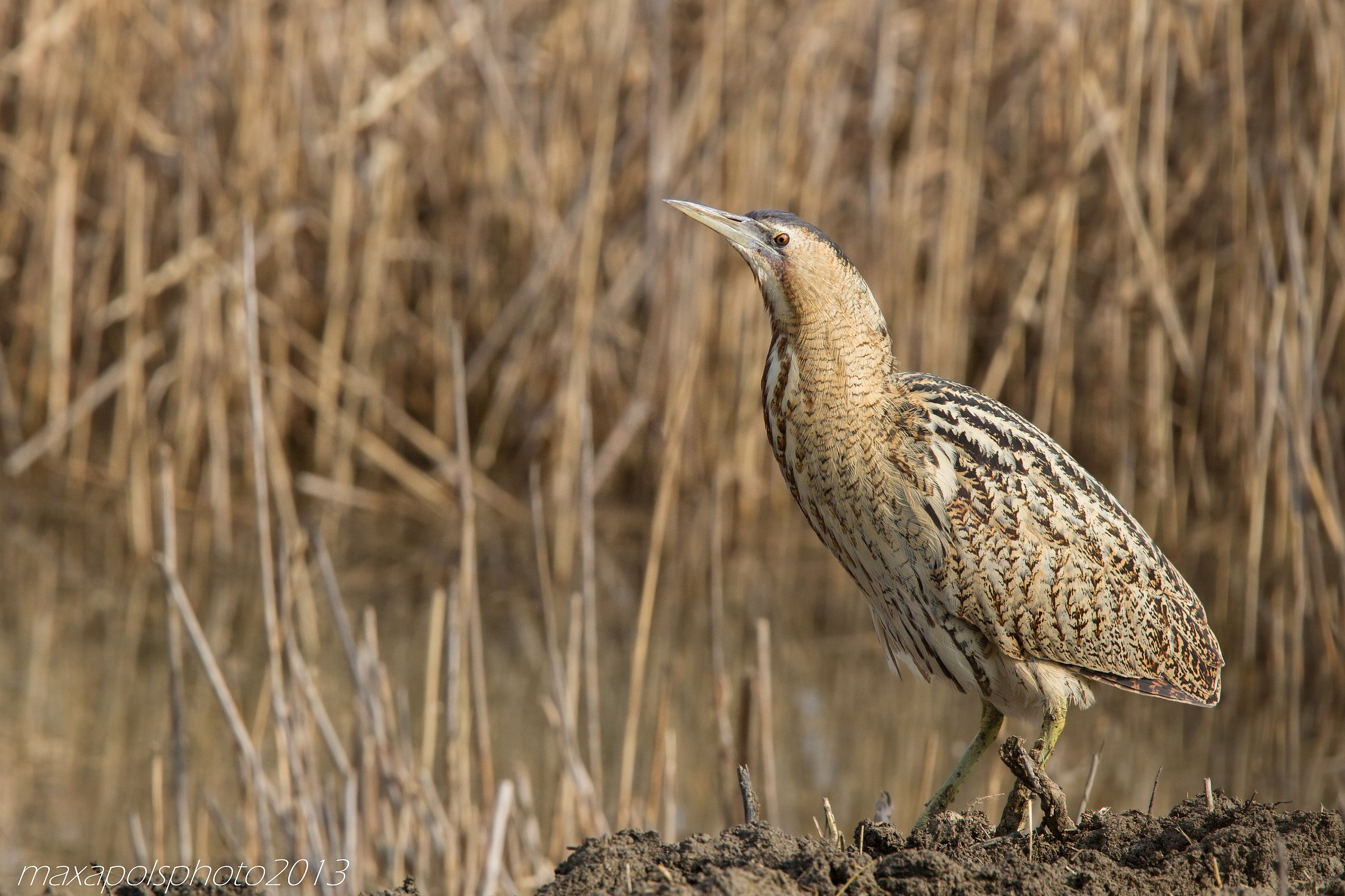 bittern ..