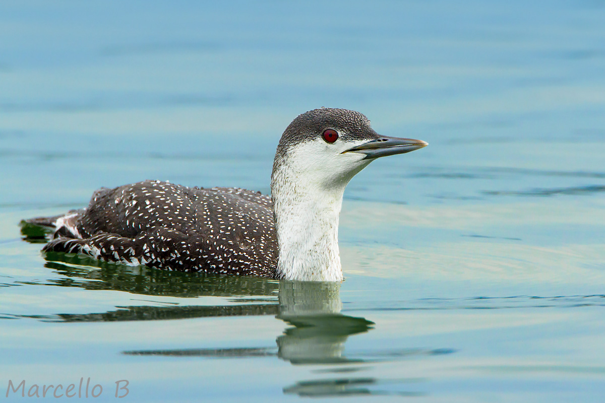 Red-throated Loon
