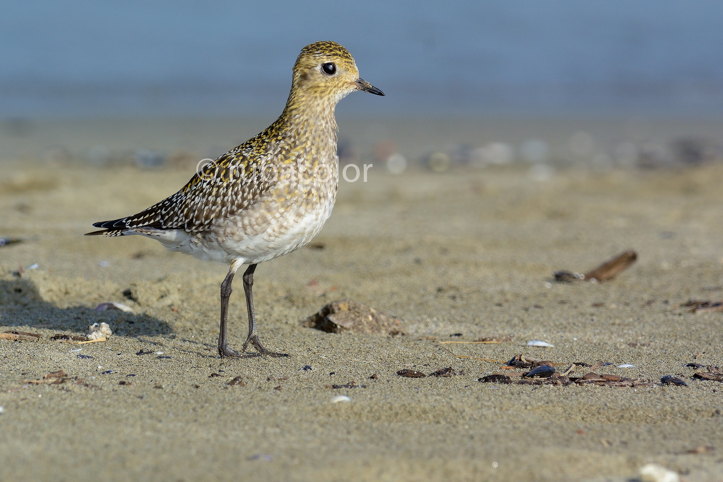 Plover