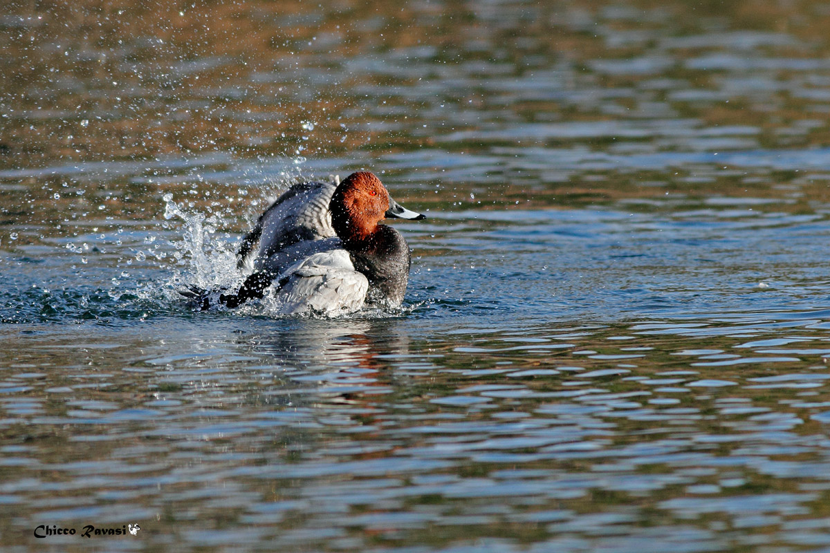 Bath time Pochard.