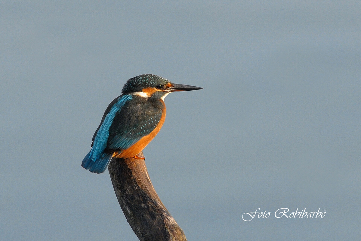 Martino .... bel codino ....