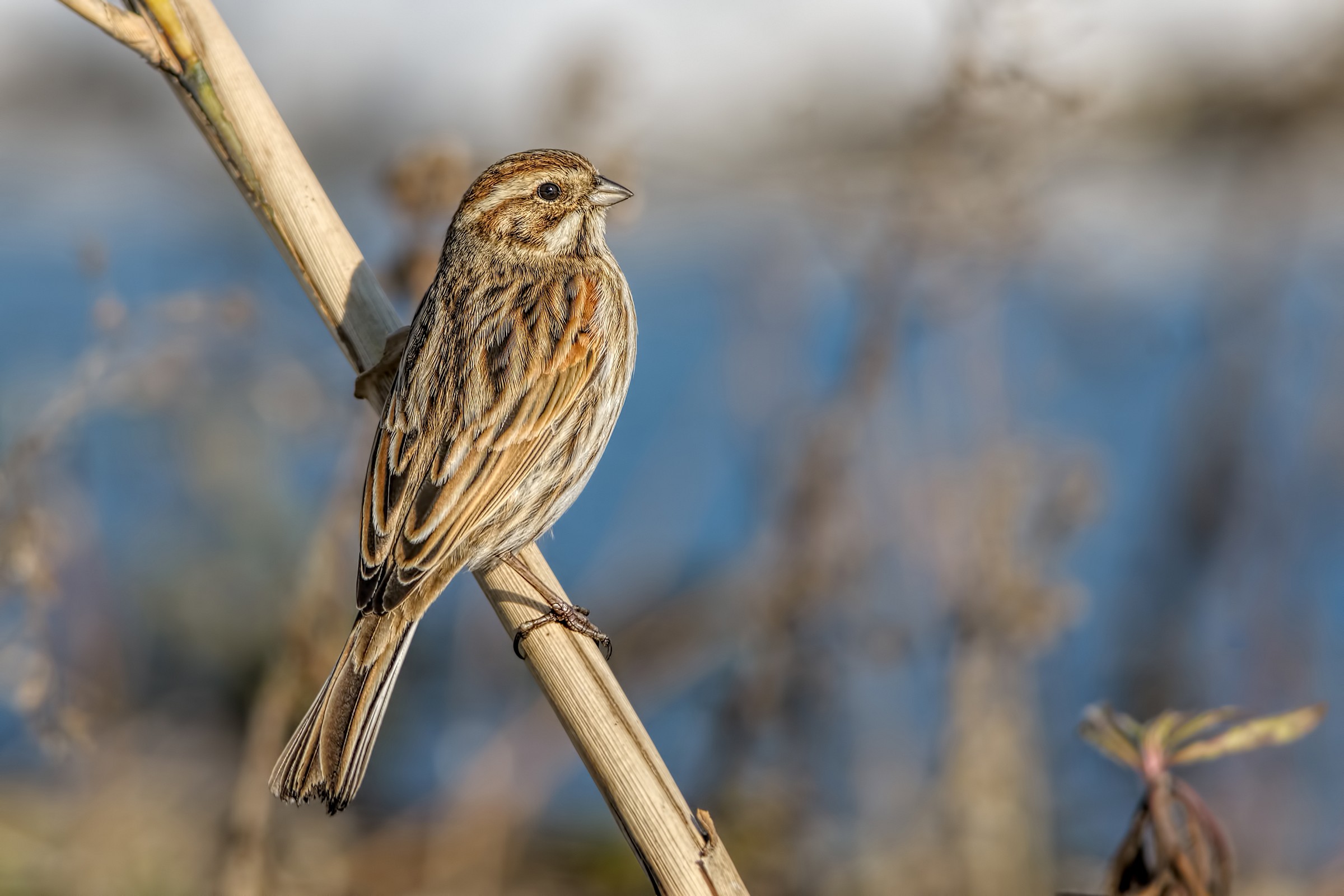 Reed Bunting (Emberiza schoeniclus)