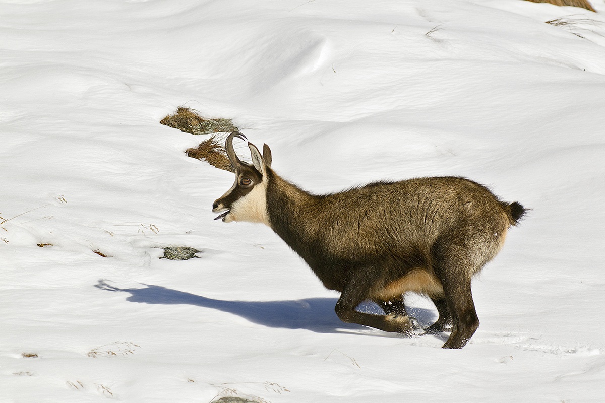 camoscio Parco nazionale dello Stelvio