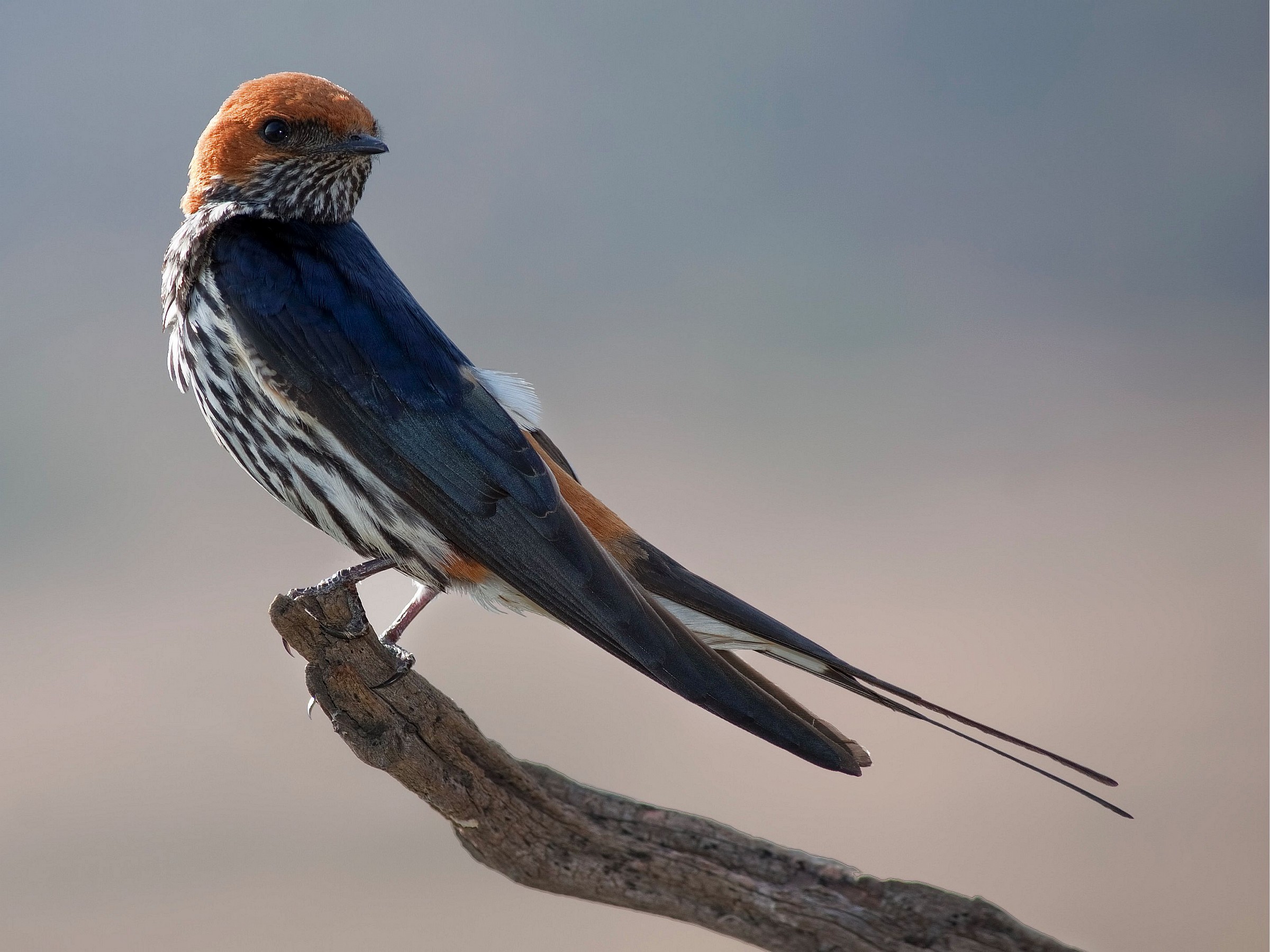 Lesser Striped Swallow