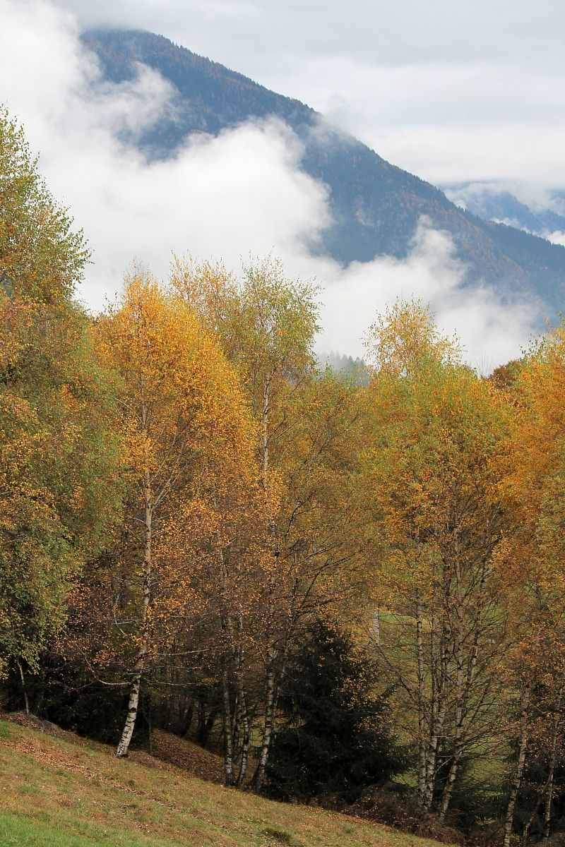 Viceno - (Vb)- Scorcio d'autunno