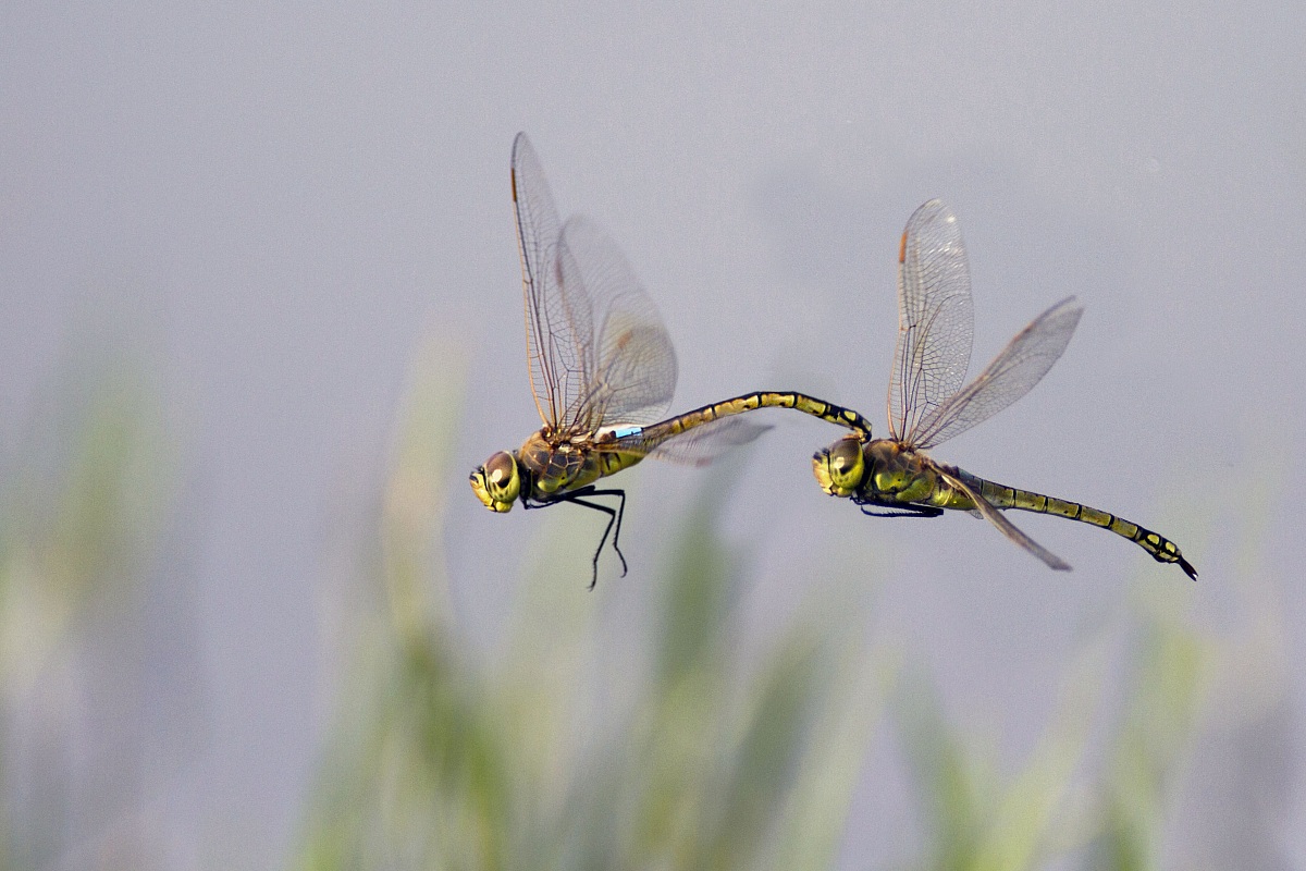 Anax ephippiger in volo - coppia