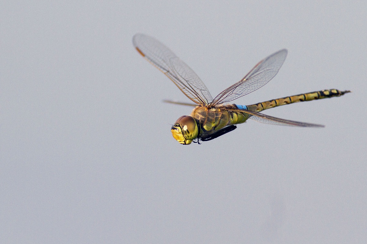 dragonfly in flight