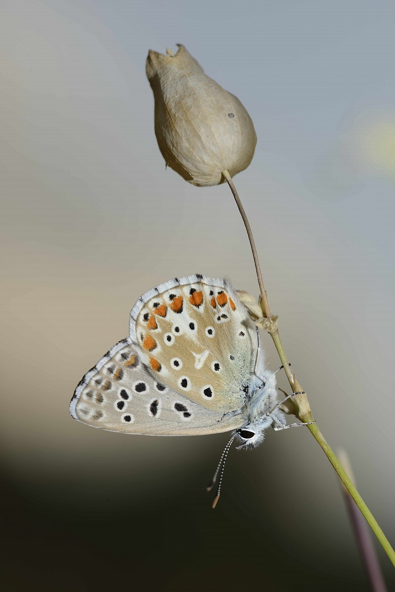 Lysandra bellargus